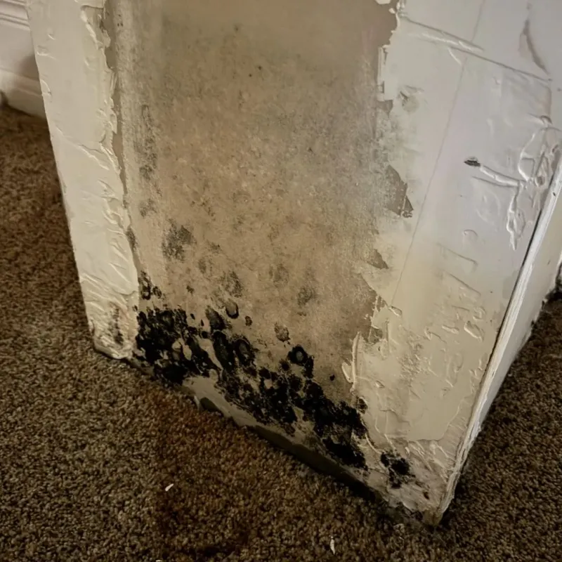 Professional Mold Removal in Mount Airy, GA